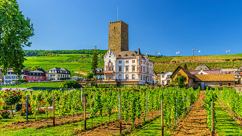 Vinranker i Rdesheim like ved Rhinen.