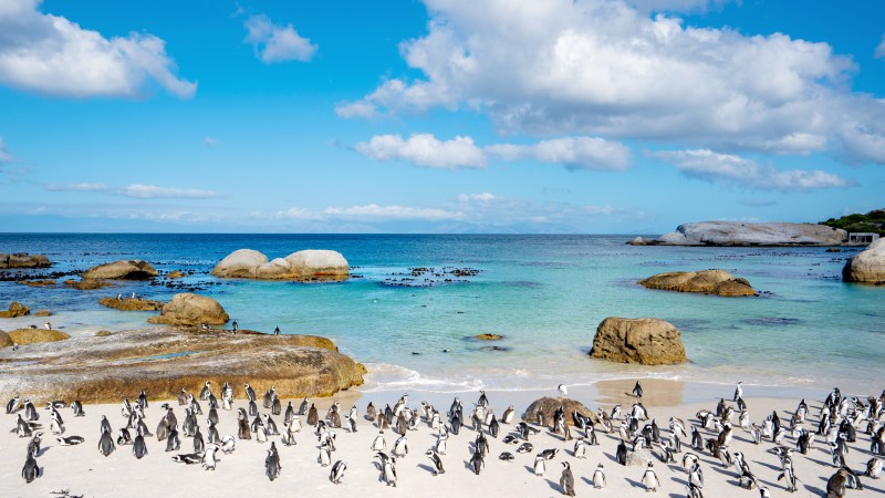 Pingviner p en strand