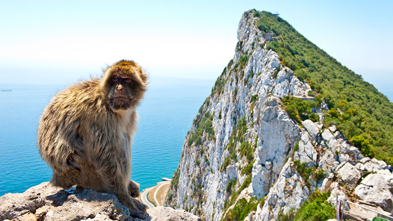 En ape sitter p en stein, med Gibraltarklippen og havet i bakrunnen