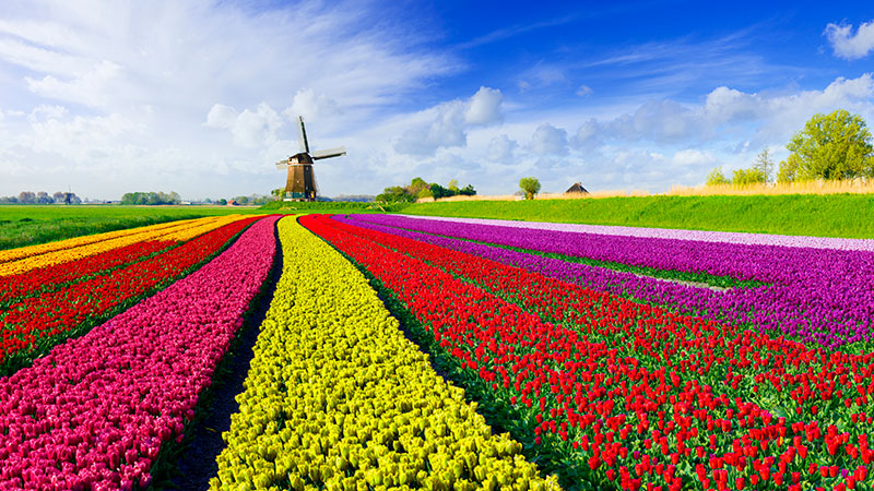 Stor eng av tulipaner i ulike farger. En vindmlle i bakgrunnen.